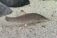 Syncrossus hymenophysa - better known as a Tiger Loach