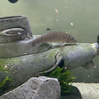Syncrossus hymenophysa - better known as a Tiger Loach
