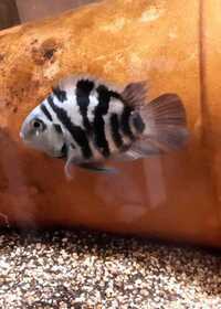 FRY ONLY.........Polar blue cichlids