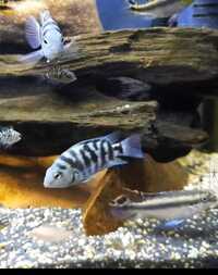 FRY ONLY.........Polar blue cichlids