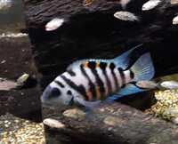 FRY ONLY.........Polar blue cichlids