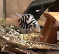 FRY ONLY.........Polar blue cichlids