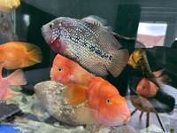 Female Kamfa F1 Flowerhorn, proven egg layer