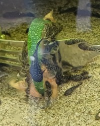 Bristlenose Pleco, Snail, Guppies & Shrimp.