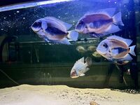 3 x Uraus Chiclids.2 x Large and 1 XL