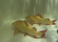 Platinum Red Tail Catfish Plat RTC Collection Only - Pair Available