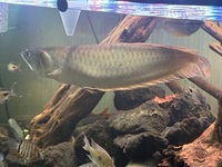 arowana For sale around 20”
