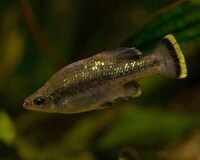 Butterfly Splitfin Ameca splendens Adults Cardiff