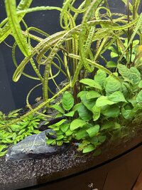 Juwel Rio 180l Tropical Aquarium - With Plants And Fish