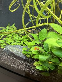 Juwel Rio 180l Tropical Aquarium - With Plants And Fish