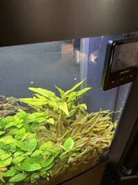 Juwel Rio 180l Tropical Aquarium - With Plants And Fish