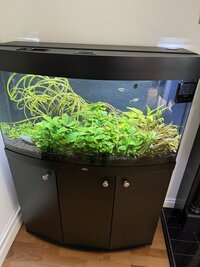 Juwel Rio 180l Tropical Aquarium - With Plants And Fish