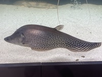 Two Royal knife fish