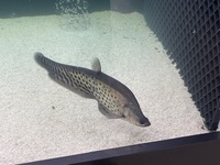 Two Royal knife fish