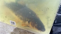 2 x Koi for rehoming, free to a good home - Blackburn, Lancashire