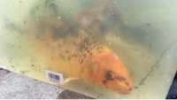 2 x Koi for rehoming, free to a good home - Blackburn, Lancashire