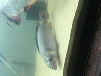 Pike cichlid free Bradford