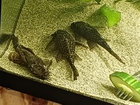 Breeding Trio of 3 Brown Bristlenose Plecos. WREXHAM