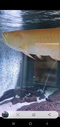 2x south american arowana 300
