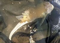 Loricaria Rio Atabapo 7 inches Breeding Group of 6