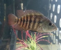 Pair of red terror festae