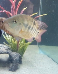 Pair of red terror festae