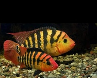 Pair of red terror festae