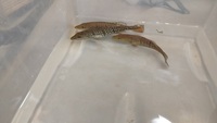 Temensis peacock bass for sale.
