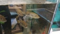 Temensis peacock bass for sale.
