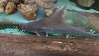 Stormii thor catfish for sale ,£350 or swap