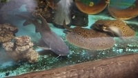 Stormii thor catfish for sale ,£350 or swap