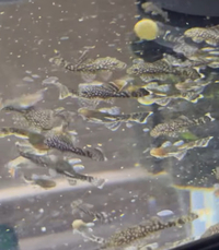 Baby bristle nose pleco’s