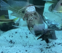2 x Hoplo catfish