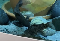 2 x Hoplo catfish