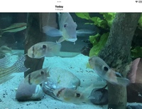 6x keyhole cichlids
