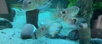 6x keyhole cichlids