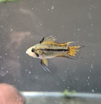 Apistogramma cacatuoides babies
