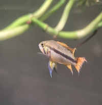 Apistogramma cacatuoides babies