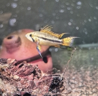 Apistogramma cacatuoides babies