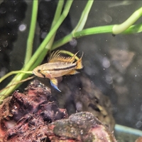 Apistogramma cacatuoides babies