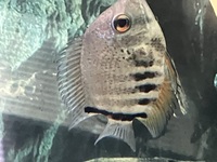 Group of 6 Severum 3 x red shoulder and 3 x Gold severum for sale