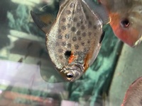 5 female and one male Spotted silver dollar group for sale £150