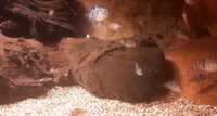 FRY ONLY.........Polar blue cichlids