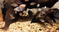 FRY ONLY.........Polar blue cichlids