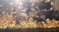 FRY ONLY.........Polar blue cichlids