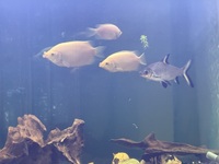 Tropical fish