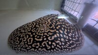 Leucistic key stingray pups UK bred £600