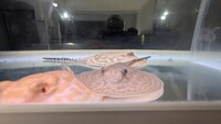 Leucistic key stingray pups UK bred £600