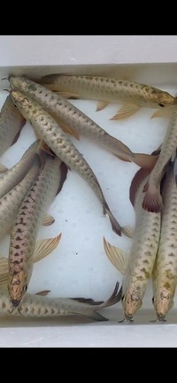 Premium Full Helmet Golden Head Arowana