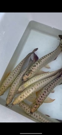 Premium Full Helmet Golden Head Arowana